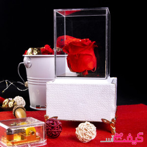 رز جاودان موزیکال مدل لاکچری (سفید)